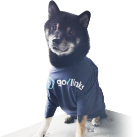 Zorro the dog wearing a GoLinks® t-shirt